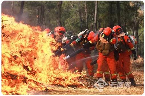 保護森林資源安全，構筑生態(tài)麗江